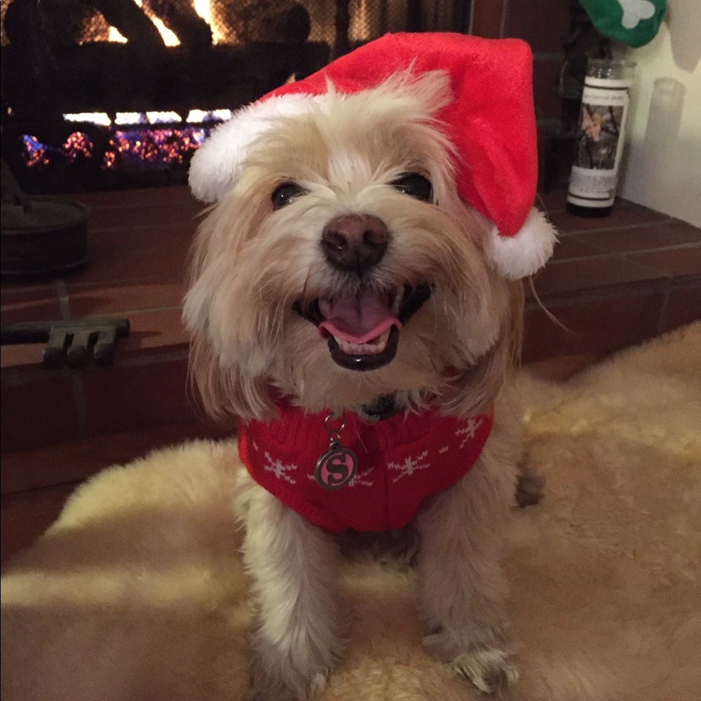 Bundle 3 dog 🐶 items for 10% off / read m… - Picture 15 of 16